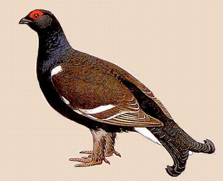  cietrzew Czerwona Księga